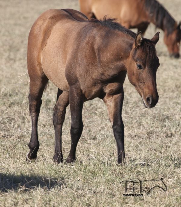 Smokin Rose MA's 2022 Dun Colt